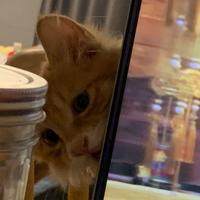 寻找多莉466头像