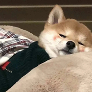 Alies的个人资料头像