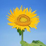 后端开发狂热爱好者的个人资料头像