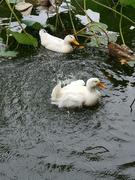 团子啾啾的个人资料头像