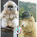奇葩的时尚头像