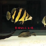 慕橙水族头像