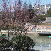 自若饺子KL头像