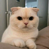 小 小头像