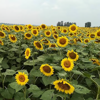 逍遥144334915头像