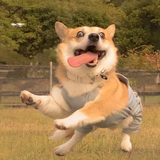 爬老虎顶东哥头像