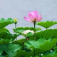 菜菜咸鱼干头像