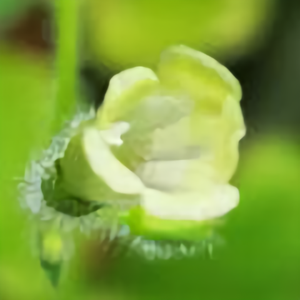 风格大树头像