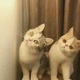 紧迫I头像