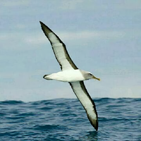 自由飞翔的日子头像