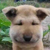咕噜噜jy头像