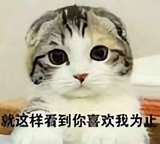 一个冒险的梦头像