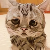 大吉大利94200头像