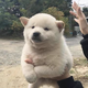 淡泊的生活家qIf头像