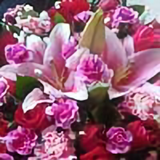聪明百灵鸟U8d头像