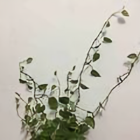 亿分之一的想法头像