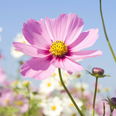 花见花开7头像