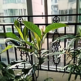楚酓苗裔头像