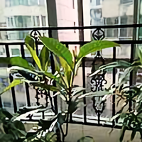 楚酓苗裔头像