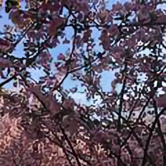 静待花开PP头像
