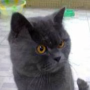 毛球多多698头像