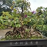 克莱723头像
