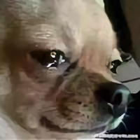 一个落泪的狗头像