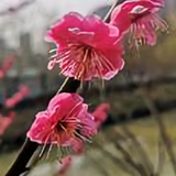 爱花护花使者头像