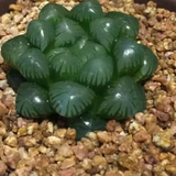 1006533157头像