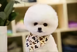 温h温h头像
