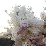 大海芝山头像
