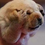 恋旧9754头像