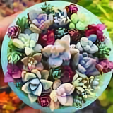 奋进2385头像