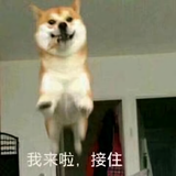 靠谱靠谱吧头像