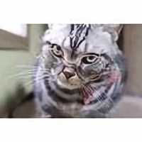 喵星人的小日常头像