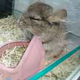 两小不需无猜头像