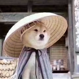 玉露茶种800头像