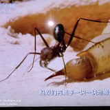 枫林晚叙头像