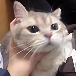 qzuser头像