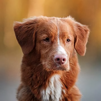 旭日阳光去旅行头像