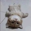 小破鱼头像