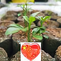 阿kream头像