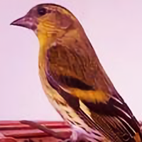 又爱上养鸟头像