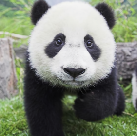 成都卡途汽修头像