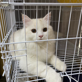 反榴莲协会会长头像