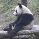 大熊猫有小眼睛头像