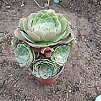 星人91606086头像