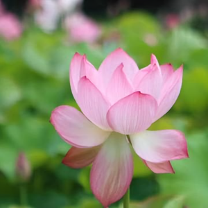 foxixiaoqingnianren头像
