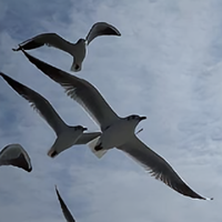 缘来是你25805447头像