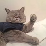 枭十六号头像